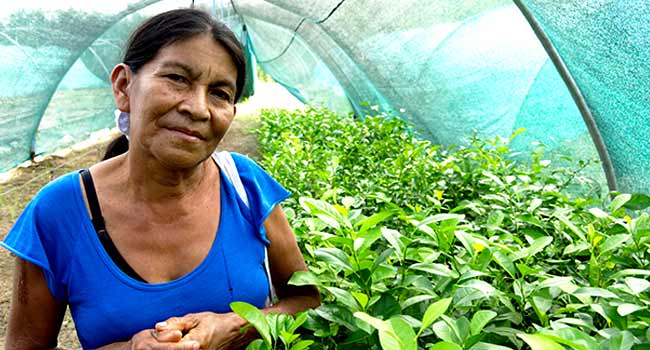 Sustainability-Actions-Trees-Rosa-Greenhouse-Reforestaction-Peru-650x350-25